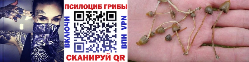 Галлюциногенные грибы Magic Shrooms  Купить закладки  Хасавюрт 